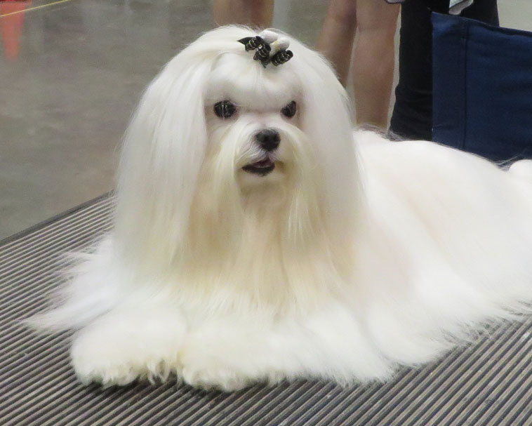 best maltese breeders near me